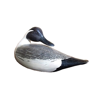Pintail Duck