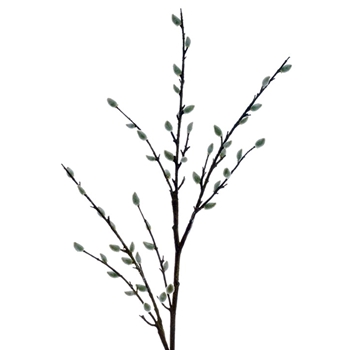 Pussy Willow 55in