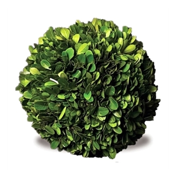 Boxwood Preserved - Globe 6IN