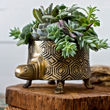 Planter - Tommie Turtle Bronze Low 8W/7H