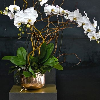 Bowl - Siren Copper LG 9W/5.5H