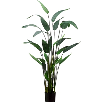 Palm - Canna 64in in Black Pot - LPP160-GR