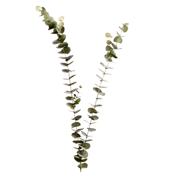 Eucalyptus - Branch X2  61in Sage - PSE060-GR/GY