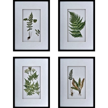 20W/28H Framed Glass Print - Ferns AST 4