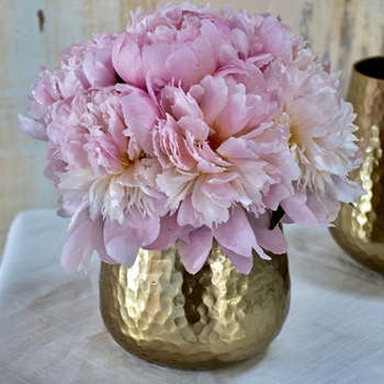 Vase - Hux Pot Brass SMALL 5W/5.5H