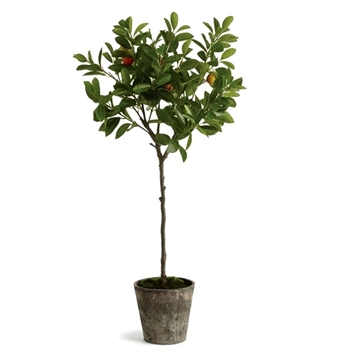 Topiary - Orange Fruiting Citrus  8W/41H