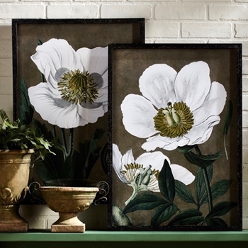 20W/28H Framed Print - White Poppies