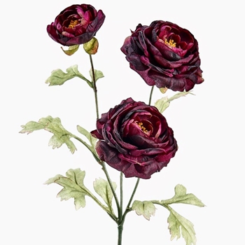 Ranunculus - Vintage Dried Aubergine 25in - FSR160-PL