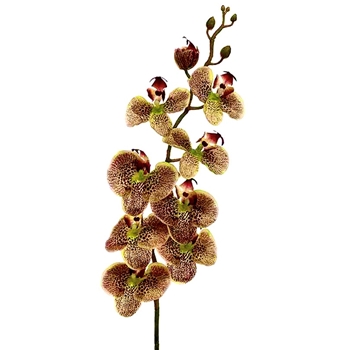 Orchid - Phalaenopsis Rust Green Burgundy 40in - FSO848-GR/BU