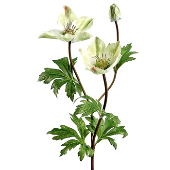 Helleborus - Celadon 23in - FSH187-GR
