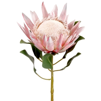 Protea - Petal King Open 29in - FSP427-PK