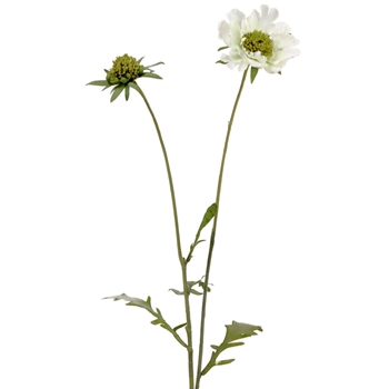 Scabiosa - White woth Bud 28in - FSS227-WH