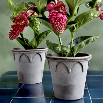 Elizabeth Pot & Saucer Raw Grey - Bergs Potter Denmark - Made In Italy