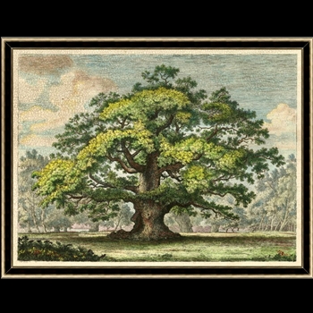 52W/40H Framed Giclee - Grand Oak 2 Crackled - 2in Espresso Silver Gilded Frame