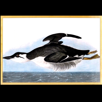 28W/19H Framed Print Audubon Uria Brunnichi