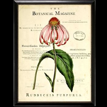10W/12H Framed Glass Print - Botanical Magazine A - Rudebeckia - Black Beaded Frame
