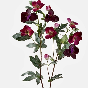 Helleborus -  Plum 30in - XFS030-PL