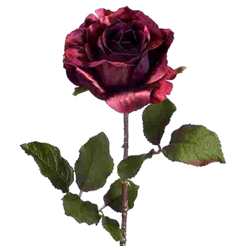 Rose - Hybrid Tea Shimmer Velvet 24in Burgundy XFS338-BU
