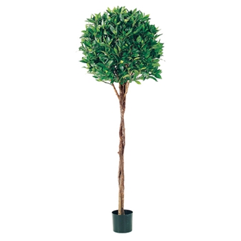 Bay Topiary Green Tree 5ft