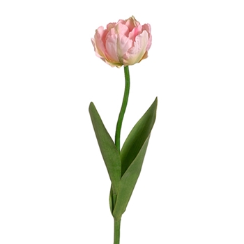 Parrot Tulip 24in