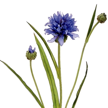 Cornflower 26in