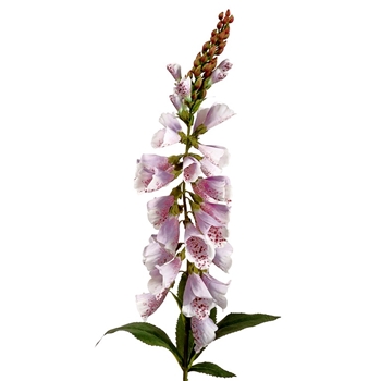Foxglove - Violet 38in - FSF937-LV