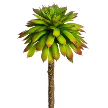 Succulent - Echeveria Mini 5in Lime Burgundy - CE1358-GR/BU