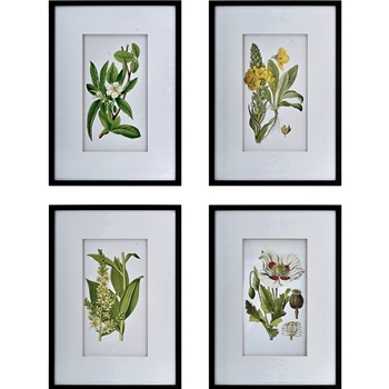 20W/28H Framed Glass Print - Botanical White Matt