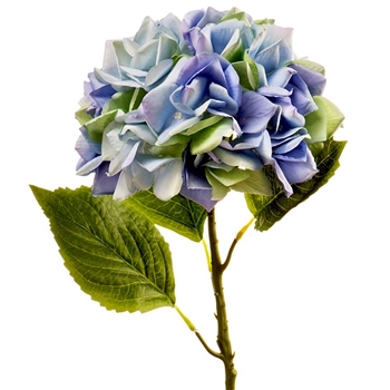 Hydrangea - Blue 22in - FSH586-BL/DL