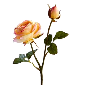 Rose - Garden Cutting Blush 14IN - GP270CR