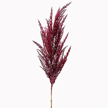 Pampas Grass - Flower Burgundy 32in - FSG136-BU