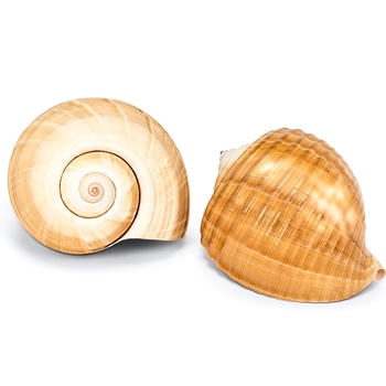 Shell - Tonna Natural Salmon 4-5in