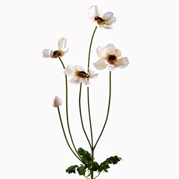 Anemone - Wild Cream 29in FSA300-CR