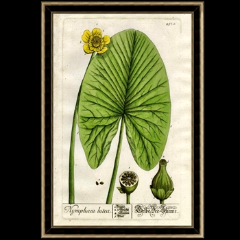 28W/42H Glass Framed Print - Large Waterlily II MC1974 Frame