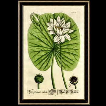 28W/42H Glass Framed Print - Large Waterlily I Frame MC1974