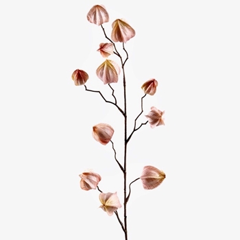 Chinese Lantern - Spray 32in Petal Pink - FSC001-MV