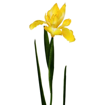 Iris - Dutch 30in Yellow - FSI509-YE