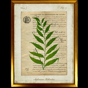 14W/18H Framed Glass Print - Fern Script G - Blechnum - Gold Beaded Frame