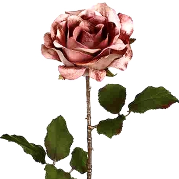 Rose - Hybrid Tea Shimmer Velvet 24in Copper Mauve XFS338-MV